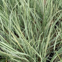 Arrhenatherum elatius bulbosum `Variegatum`